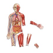 Double-Sided Magnetic Human Body 